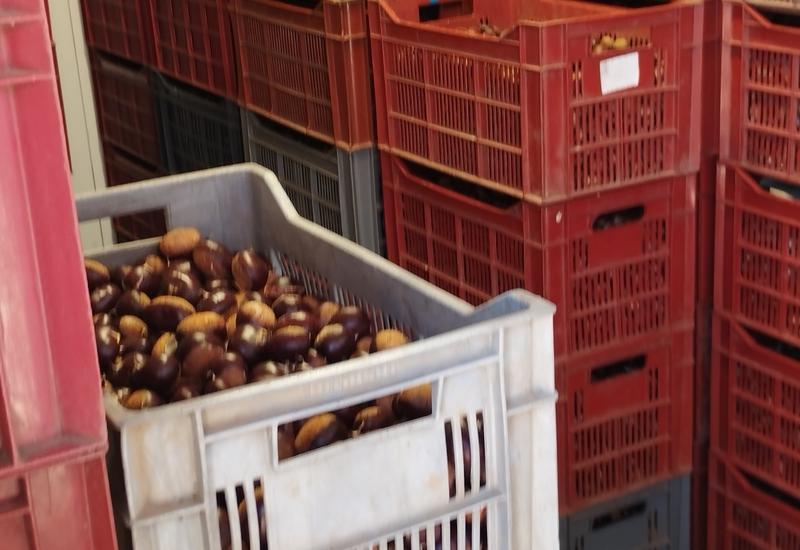 <em class="placeholder">Marrons du Périgord stockés en chambre froide. </em>