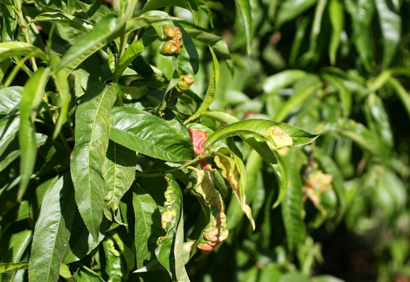 <em class="placeholder">Feuilles de pêcher atteintes par la cloque.</em>