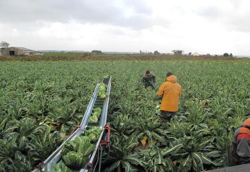 <em class="placeholder">Un champ de chou-fleur en Bretagne.</em>