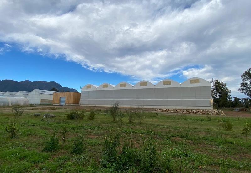 <em class="placeholder">Vue d'ensemble de la serre Arche, en Haute-Corse, dédiée aux agrumes. </em>