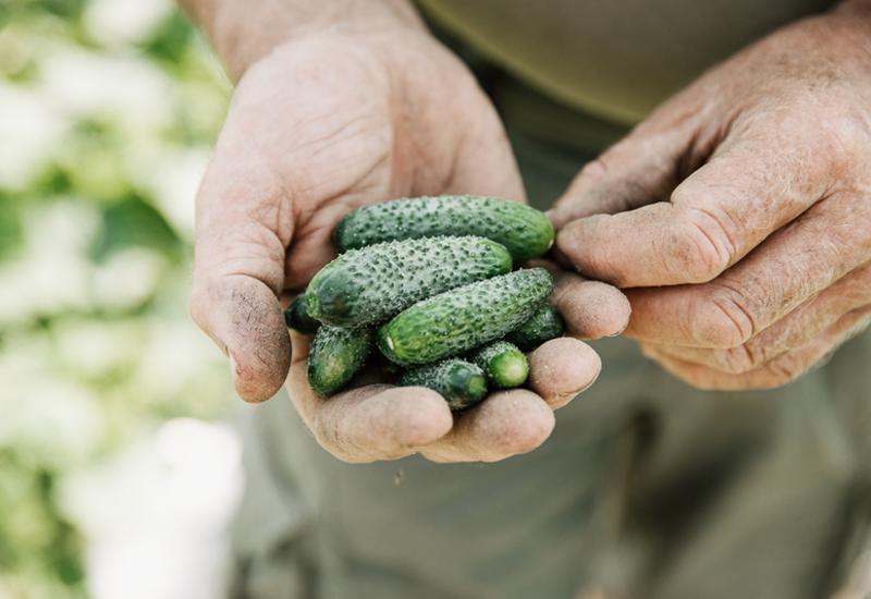 <em class="placeholder">Une main tenant des cornichons. </em>