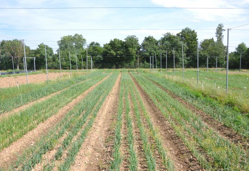 <em class="placeholder">Un champ d'oignons en train de pousser, à Brindas dans le Rhône en France.</em>