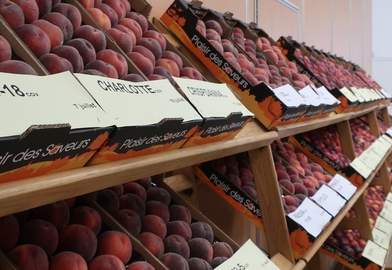 <em class="placeholder">Exposition de nouvelles variétés de pêches présentées au CTIFL à Balandran dans le Gard.</em>