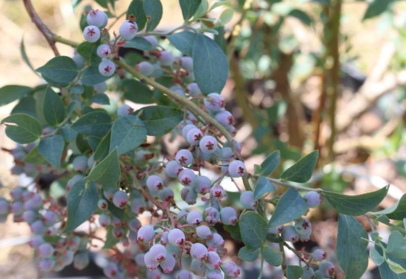<em class="placeholder">Pot avec des myrtilles sur arbre</em>