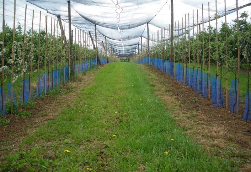 <em class="placeholder">Un verger de pommes avec filets du Verger expérimental d’Alsace (Verexal).</em>