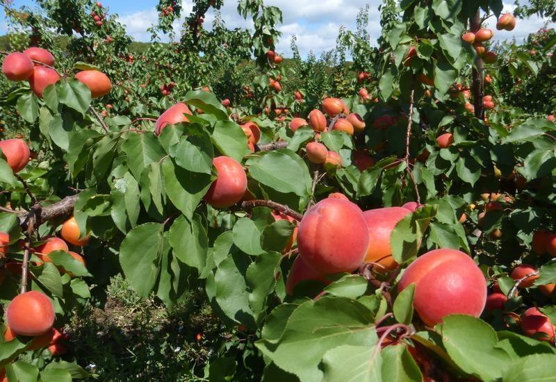 <em class="placeholder">verger abricot</em>