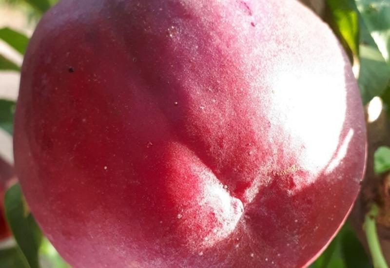 <em class="placeholder">Honey Pride d’IPS</em>