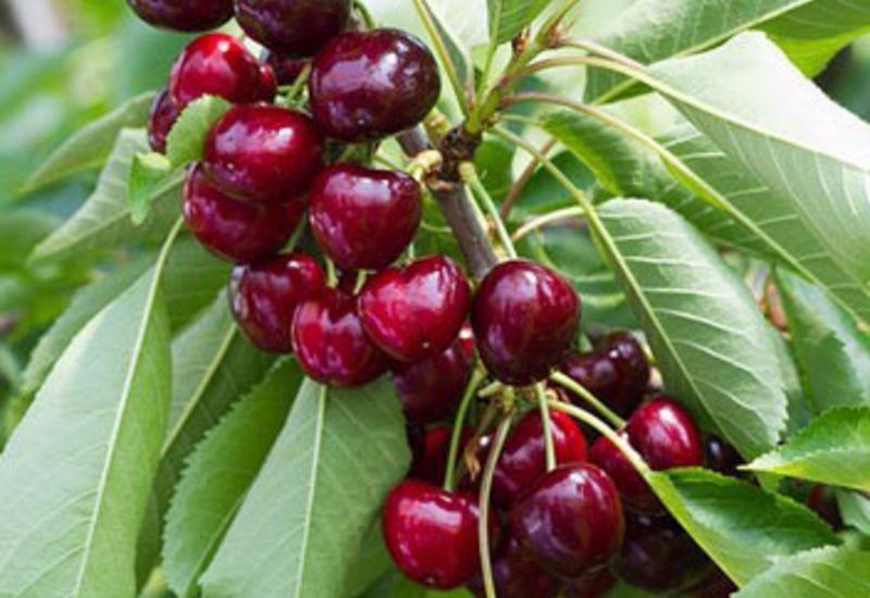 <em class="placeholder">Cerise - variété Sweet Lorenz</em>