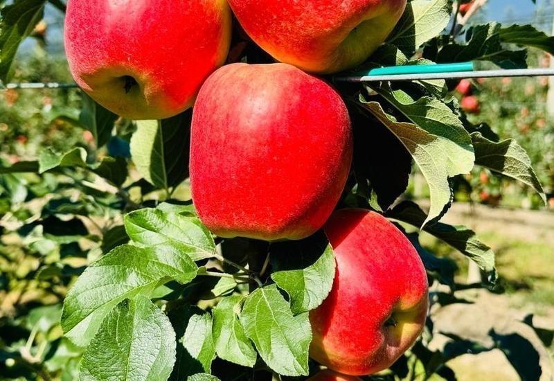 <em class="placeholder">Des pommes rouges, de la marque Sambóa, sur un pommier. </em>