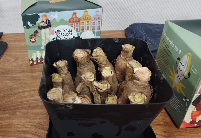 <em class="placeholder">Kit de forçage d'endives à vocation pédagogique lancé par l'Association des producteurs d'endives de France.</em>