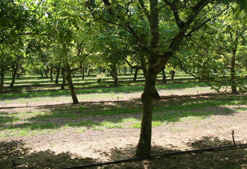 <em class="placeholder">IMG_6923 / noyers, production de noix, irrigué, irrigation au goutte à goutte, Gers</em>