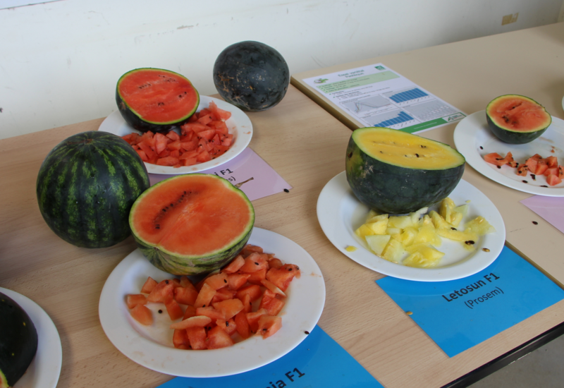 Test de variétés de pastèques.