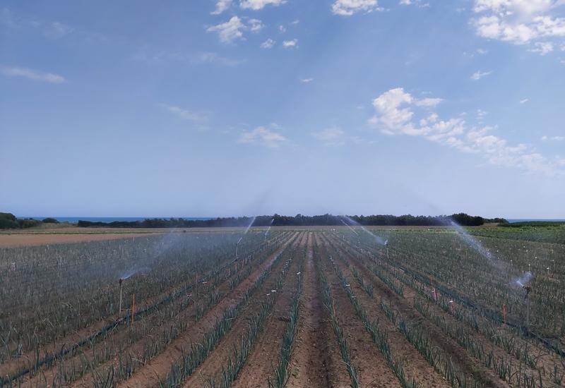 <em class="placeholder">Irrigation par aspersion d'un champ de poireaux.</em>