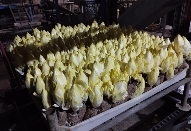 <em class="placeholder">Production d'endives dans une endiverie des Hauts-de-France. </em>