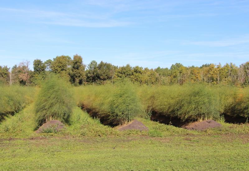 <em class="placeholder">Plantation d'asperges à Reignac en Gironde.</em>