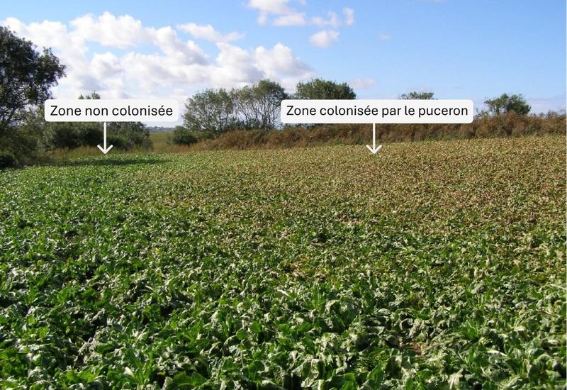 <em class="placeholder">Un champ d'endives, à gauche non-colonisé par le puceron lanigère, à droite colonisé par le puceron lanigère. </em>