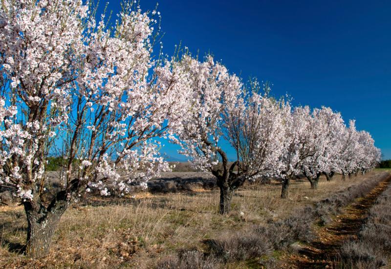 <em class="placeholder">Champ de lavandin et haie d'amandiers en fleurs au début du printemps sur le plateau de Valensole dans les Alpes de Haute Provence. Haie d'arbres fruitiers en fleurs. ...</em>