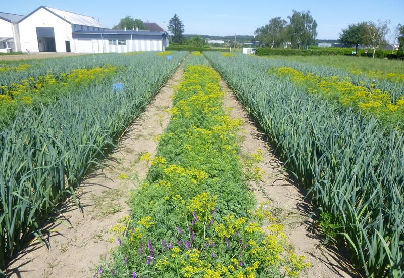 <em class="placeholder">Essais d'utilisation de plantes répulsives en inter-rang d'une culture de poireau.</em>