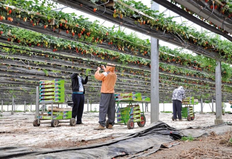 <em class="placeholder">Récolte de fraises sous serre hors sol.</em>