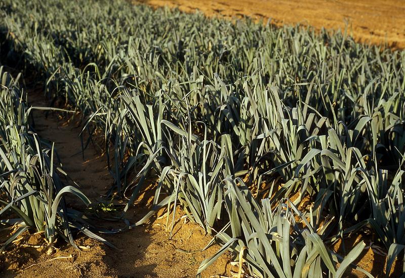 Champ de poireaux à maturité