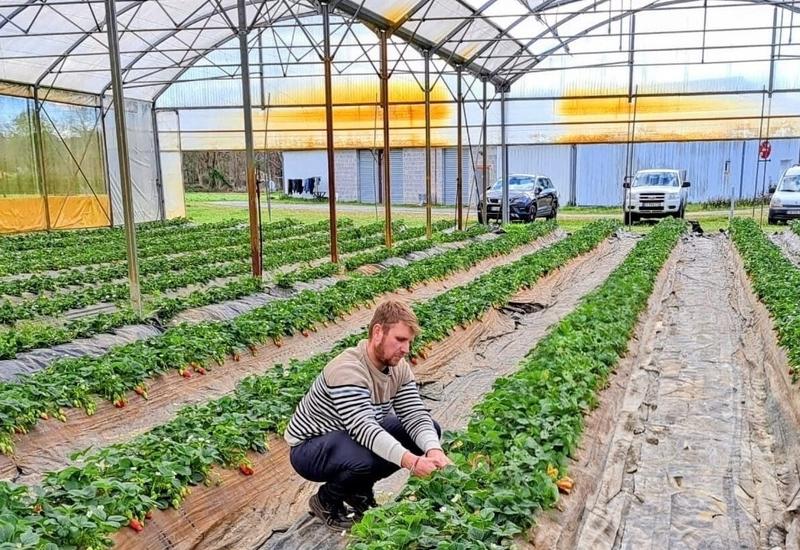 <em class="placeholder">Le producteur de fraise et asperge, Thomas Mathio, sur son exploitation.</em>