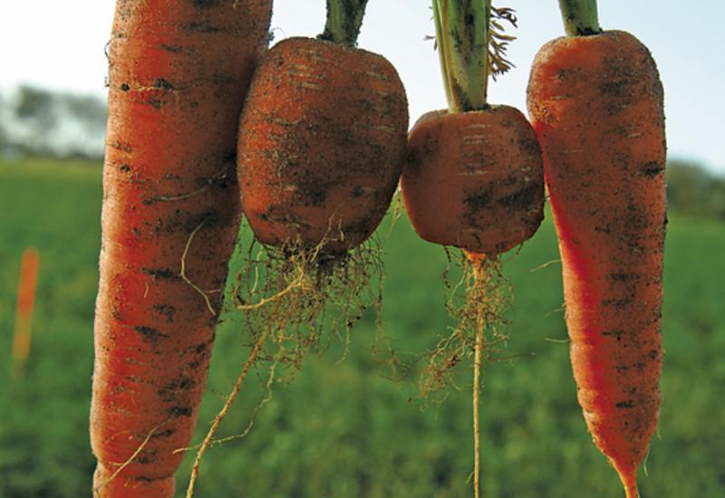 <em class="placeholder">Carottes attaquées par le nématode à kyste ou heterodera carotae. </em>