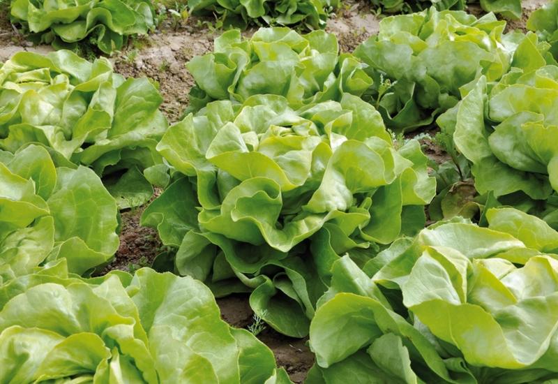 <em class="placeholder">Champ de laitues.</em>