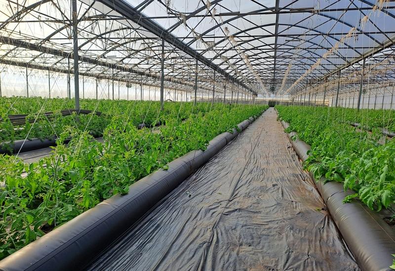 <em class="placeholder">serre non chauffée avec culture de tomate coeur de boeuf bio et Thermitube </em>