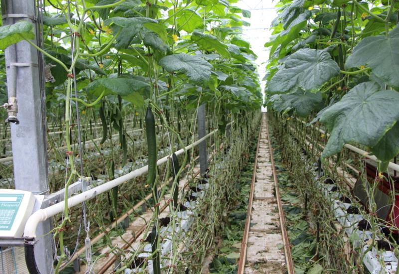 <em class="placeholder">Une serre de culture de concombre. </em>