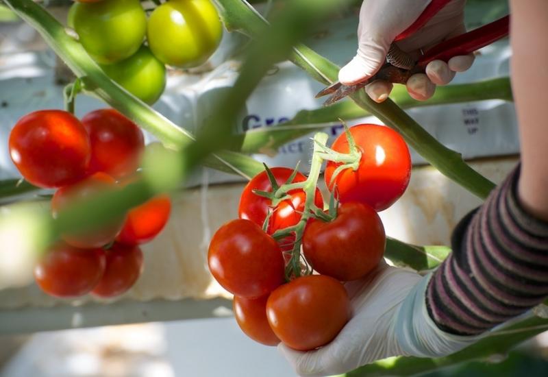 <em class="placeholder">44,Tomates de France, marque Océane, SCA Olivier Frères, serres de Saint-Julien-de-Concelles et de Haute Goulaine, MM. Laurent Bergé et Jean-Luc Olivier (en bleu)</em>