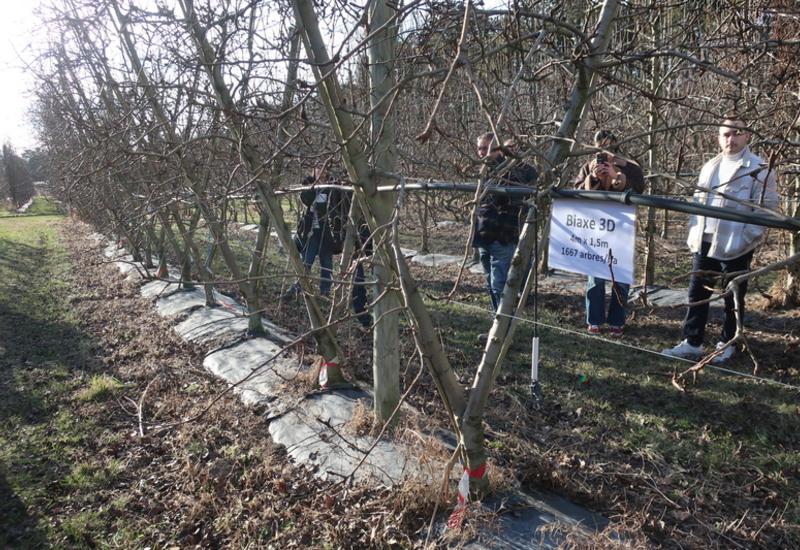 <em class="placeholder">Poiriers de variété Williams sur porte-greffe OHF 87, plantés en 2018 et conduits en biaxe 3D à la station expérimentale de la Pugère à Mallemort (13). </em>