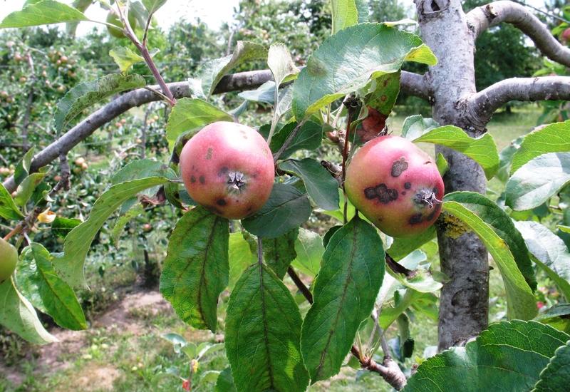 <em class="placeholder">Attaque de tavelure sur des jeunes fruits de la variété Gala.</em>