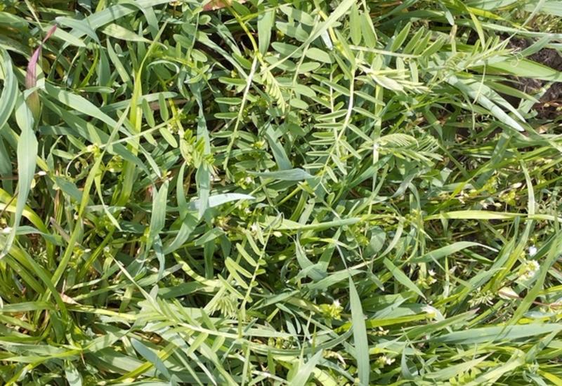 <em class="placeholder">couverts végétaux Jardin du Fontanil en Isère mélange seigle vesce</em>