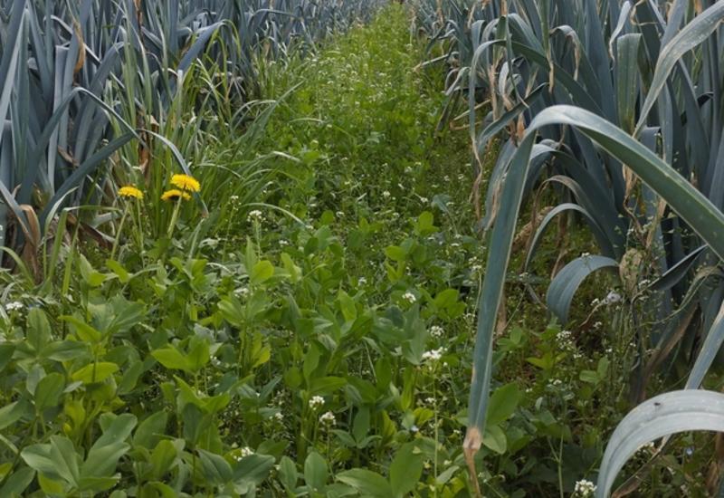<em class="placeholder">couverts végétaux Jardin du Fontanil en Isère mélange trèfle d'Alexandrie ray grass dans une culture de poireaux</em>