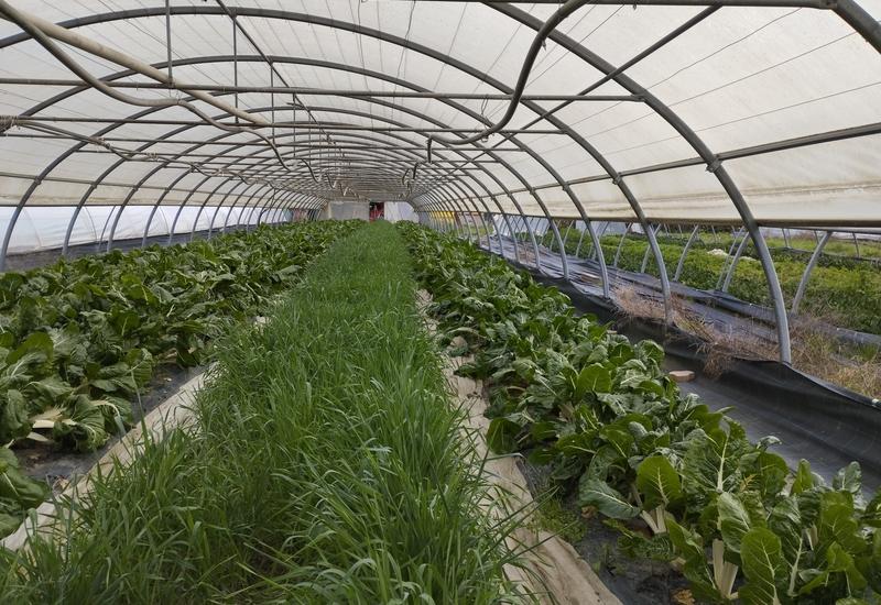 <em class="placeholder">bande de seigle plante banque anti pucerons dans une culture de bette au Jardin du Fontanil en Isère</em>