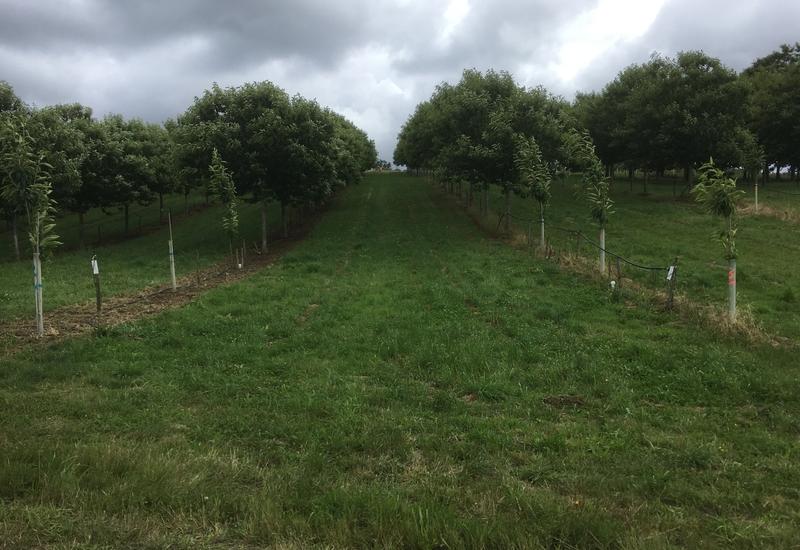 <em class="placeholder">Photo d'un verger enherbé.  </em>