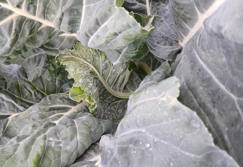 <em class="placeholder">Aleurodes Aleyrodes proletella retrouvées sur une jeune feuille de chou-fleur dans le Nord - Pas-de-Calais</em>