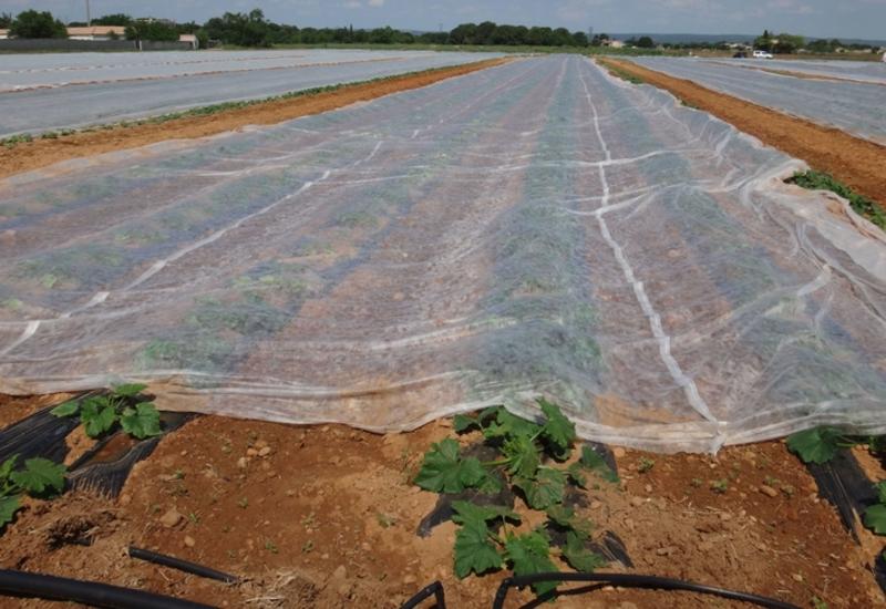 <em class="placeholder">Mise en place d'un filet de protection P17 face aux problèmes de virus, notamment de MWMV, rencontrés par de nombreux producteurs de courgettes dans le sud-est de la France</em>