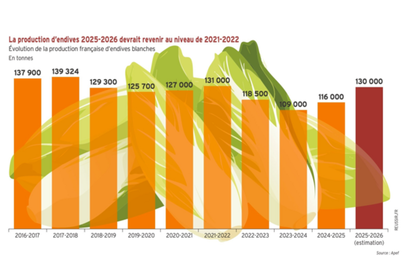 Infographie. La production d'endives devrait atteindre 130 000 t sur la campagne 2025-2026.