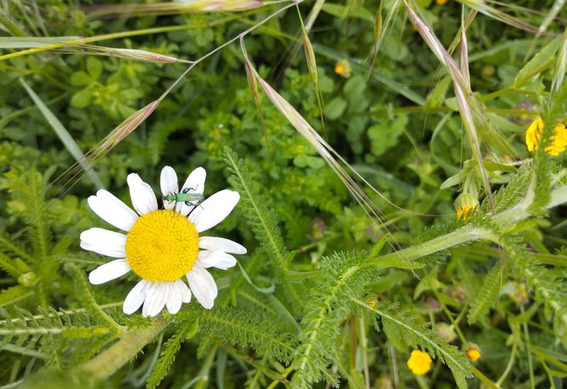 Bande fleurie composée notamment de marguerites, avec la présence d'un coléoptère pollinisateur de la famille des Oedemeridae.