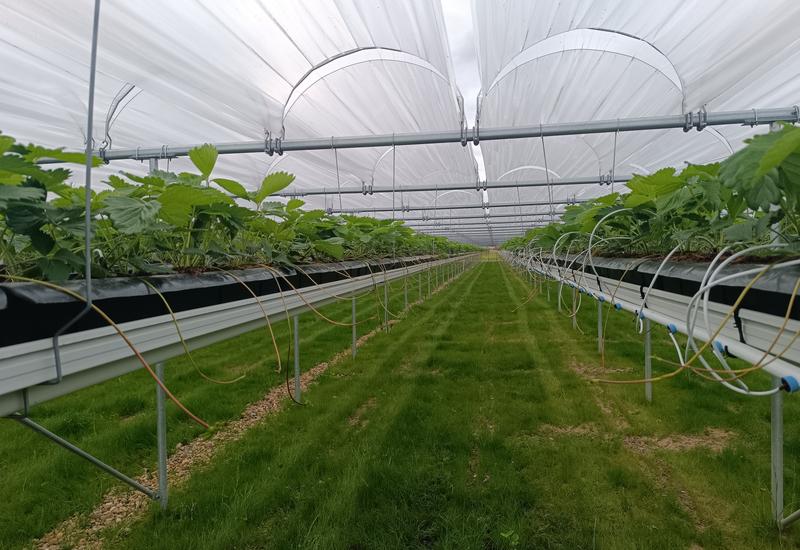 Pépinière de fraise, production de stolons à partir de plants mère en hors-sol développement atelier