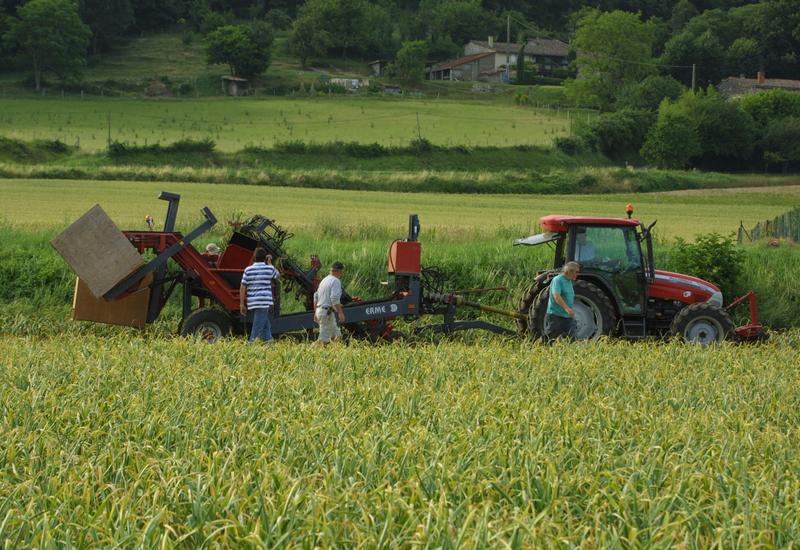 Récolte d'ail français