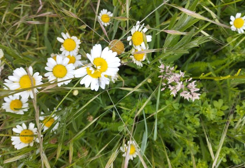 <em class="placeholder">collecte semences végétation sauvage origine locale bande fleurie auxiliaire biodiversité</em>