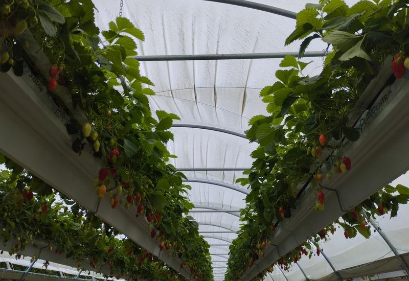 <em class="placeholder">Production de fraises sous abri en Lot-et-Garonne</em>