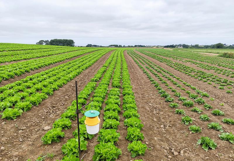 <em class="placeholder">Un piége à phéromones disposé dans une parcelle de salades.</em>