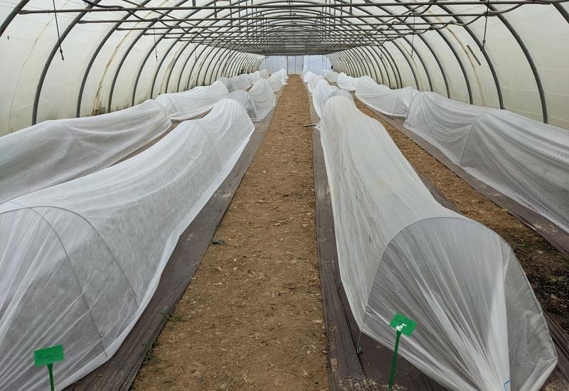 <em class="placeholder">Essai de culture de tomate en tunnel nantais avec voile P17 dans les Pyrénées-Orientales.</em>