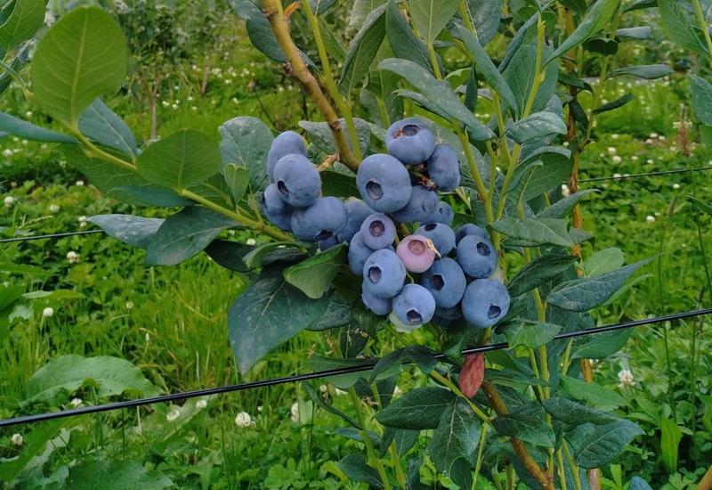 <em class="placeholder">Un myrtillier en production.</em>
