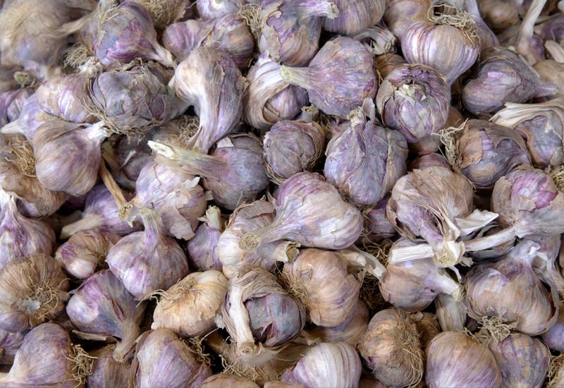 <em class="placeholder">Production légumière . Récolte de l'ail dans la Drôme .</em>