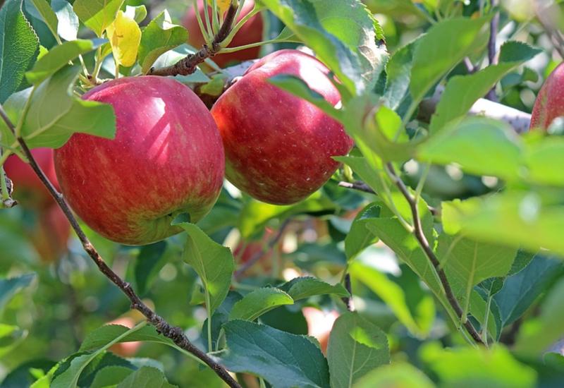 <em class="placeholder">Deux pommes rouges sur une branche de pommier.</em>
