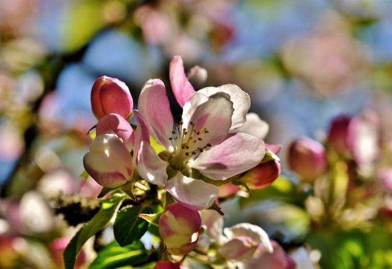 <em class="placeholder">Une branche de pommier en fleurs. Les fleurs sont rosées. </em>